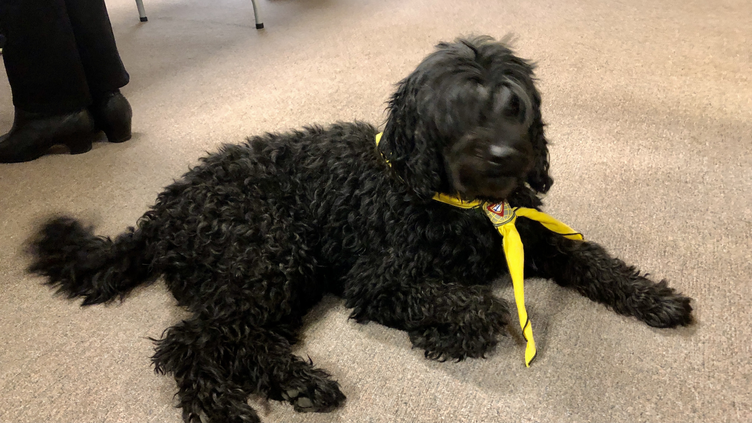 INSTEAD OF HORSES, CANINE MOLLIE REPRESENTS THE CODY COWBOYS PATHFINDER CLUB